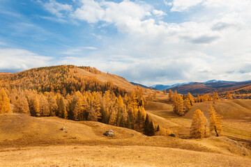 The panorama. Autumn landscape with mountains, hills and larch taiga. Altai Republic, Russia