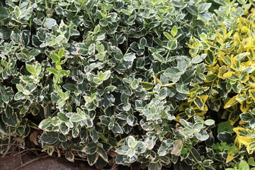 Variegated foliage of Fortune's spindle (Euonymus fortunei) in summer garden
