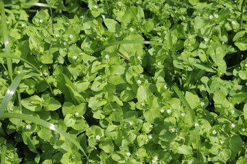 Flowering chickweed (Stellaria media) weed plant in garden