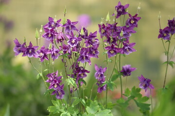 Flowering common columbine (Aquilegia vulgaris) plant with purple flowers in garden