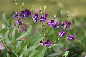 Flowering common columbine (Aquilegia vulgaris) plant with purple flowers in garden