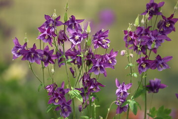 Flowering common columbine (Aquilegia vulgaris) plant with purple flowers in garden