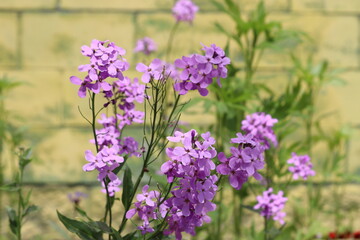 Fototapeta premium Purple flowers of dame's rocket (Hesperis matronalis) plant in summer garden