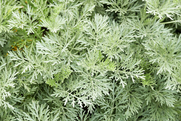 Artemisia bitter wormwood, medicinal and spice plant.