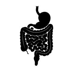 Human digestive system anatomy illustration. Stomach and intestines shown in detailed black silhouette.  This detailed image is perfect for medical publications, educational materials,