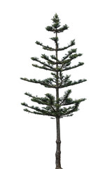 Tall evergreen tree stands independently against a transparent backdrop, highlighting its clean lines and elegant structure, suitable for various design projects