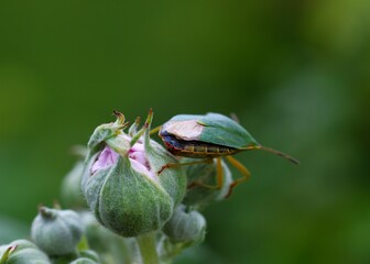 Macro photo of a camouflaged insect on a flower. The beetle’s petal-like pattern blends perfectly with the blossom, showcasing nature’s incredible mimicry and adaptation.