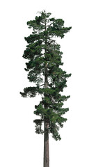 Sturdy and tall green tree stands isolated against a transparent backdrop, showcasing vibrant foliage and natural beauty ideal for various creative uses