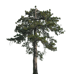 Beautiful tall pine tree showcases vibrant green needles and a sturdy trunk, ideal for digital design, illustrations, or nature-themed projects and decorations