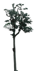This tall tree stands alone with detailed branches and a leafy top, set against a transparent background that highlights its unique shape and texture