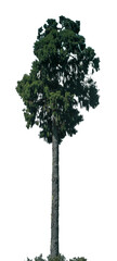 This tall evergreen tree showcases lush green foliage and a robust trunk, perfect for design work, nature illustrations, or educational materials