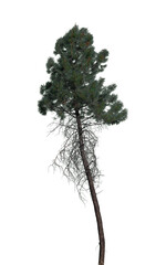 Tall tree with lush green needles and distinctive shape stands out against a transparent background, highlighting its unique textures and natural beauty