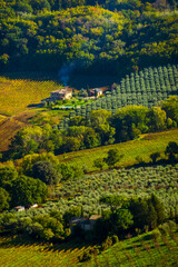A picturesque countryside location featuring a rustic farmhouse amidst olive groves and a vineyard. Lush greenery and rolling hills provide a serene atmosphere