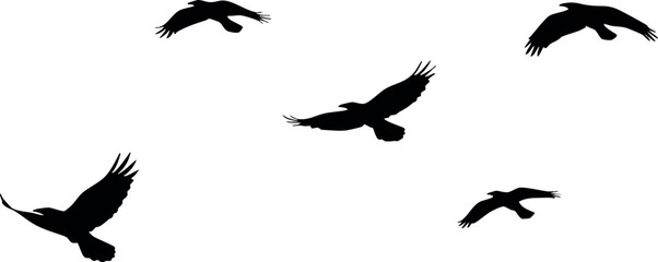 Obraz premium Flying birds silhouette vector in black on white background natural scene 