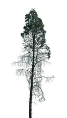 This tall pine tree features an elongated trunk and sparse foliage, highlighted against a transparent background