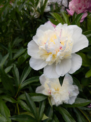 Two white and pink peonies in a garden with green leaves