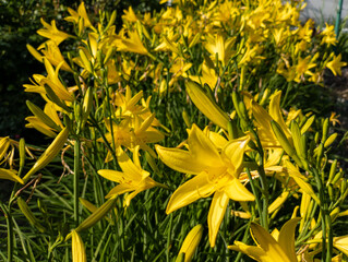 A bunch of yellow flowers that are in the grass