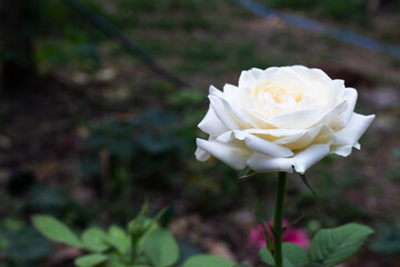 A blooming white rose in a garden. The delicate petals and soft lighting create a peaceful, romantic atmosphere perfect for nature and floral themes.