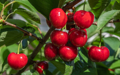 Bunch of ripe red cherries on a branch. Selective focus.