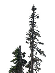 Two conifer trees rise prominently against a transparent background, highlighting their intricate bark and branches, creating a natural yet minimalist aesthetic