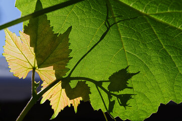Texture of grape leaves in bright sunlight. Selective focus.