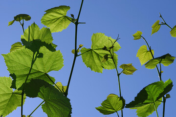 Texture of grape leaves in bright sunlight against the blue sky. Selective focus.