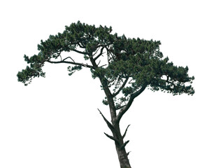 A tall pine tree stands proudly with its lush green foliage against a transparent backdrop, illustrating the elegance of nature in its solitary form