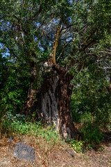 Ancient Olive Tree with Twisted Trunk on Cyprus