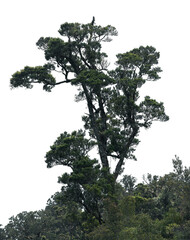 Lone evergreen tree displays a unique shape and dense foliage, vividly standing out with a transparent backdrop suitable for various design purposes
