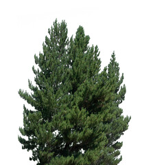 Tall pine tree displays lush green needles and symmetrical branches, creating a sense of tranquility and life, well-suited for various design applications