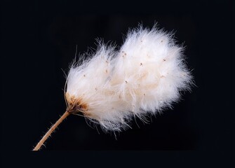 Fluffy White Seed Head on Stem Against Dark Background