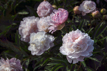 Double delicate peonies blooming in the botanical garden.