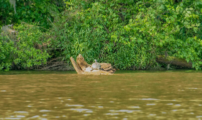 Turtle sunning on the stump