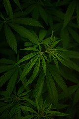 lush green cannabis and hemp leaves natural background, vertical frame.
