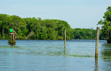 the river in the forest