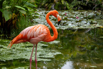 Pink flamingo in the water