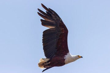 Fish Eagle in Flight