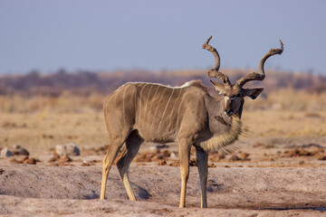 Kudu at the Waterhole