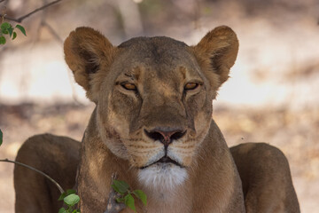Female lion