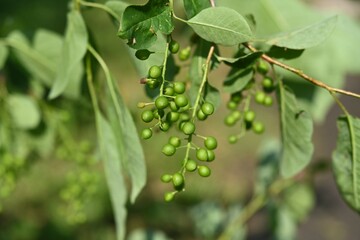 Close-up of a bird cherry branch with unripe green berries on a blurred green background. The fresh, juicy berries have not yet reached full ripeness, promising a future harvest.