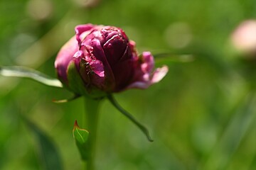 ants crawl on a red peony bud