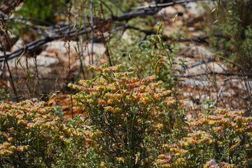 Syrian rock rose, or Helianthemum syriacum wild plant in Attica, Greece