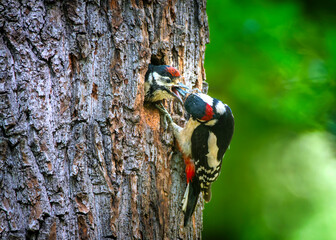 Dendrocopos medius chick feeding in a nest in a tree