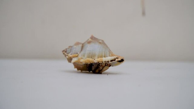 Hermit crab, paguroidea, kelomang, kepompong the process of coming out of the shell