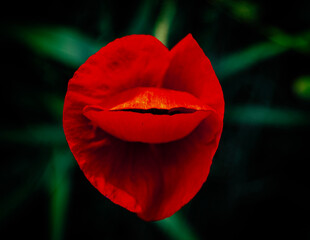 A red poppy flower viewed directly from above, uniquely resembles a pair of pursed lips or a mouth. The rich, saturated red petals are folded to form an opening that enhances the illusion of a "mouth"