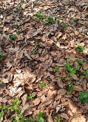 leaves on the ground
