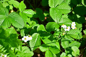 Close-up of wild strawberry plants with white blossoms in natural light