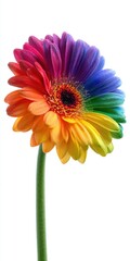 Rainbow Gerbera Daisy on White – LGBTQ Pride Symbol