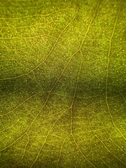 Close-up of a backlit green leaf showing detailed vein structure and organic texture in abstract biological pattern
