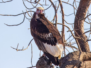 White-headed Vulture